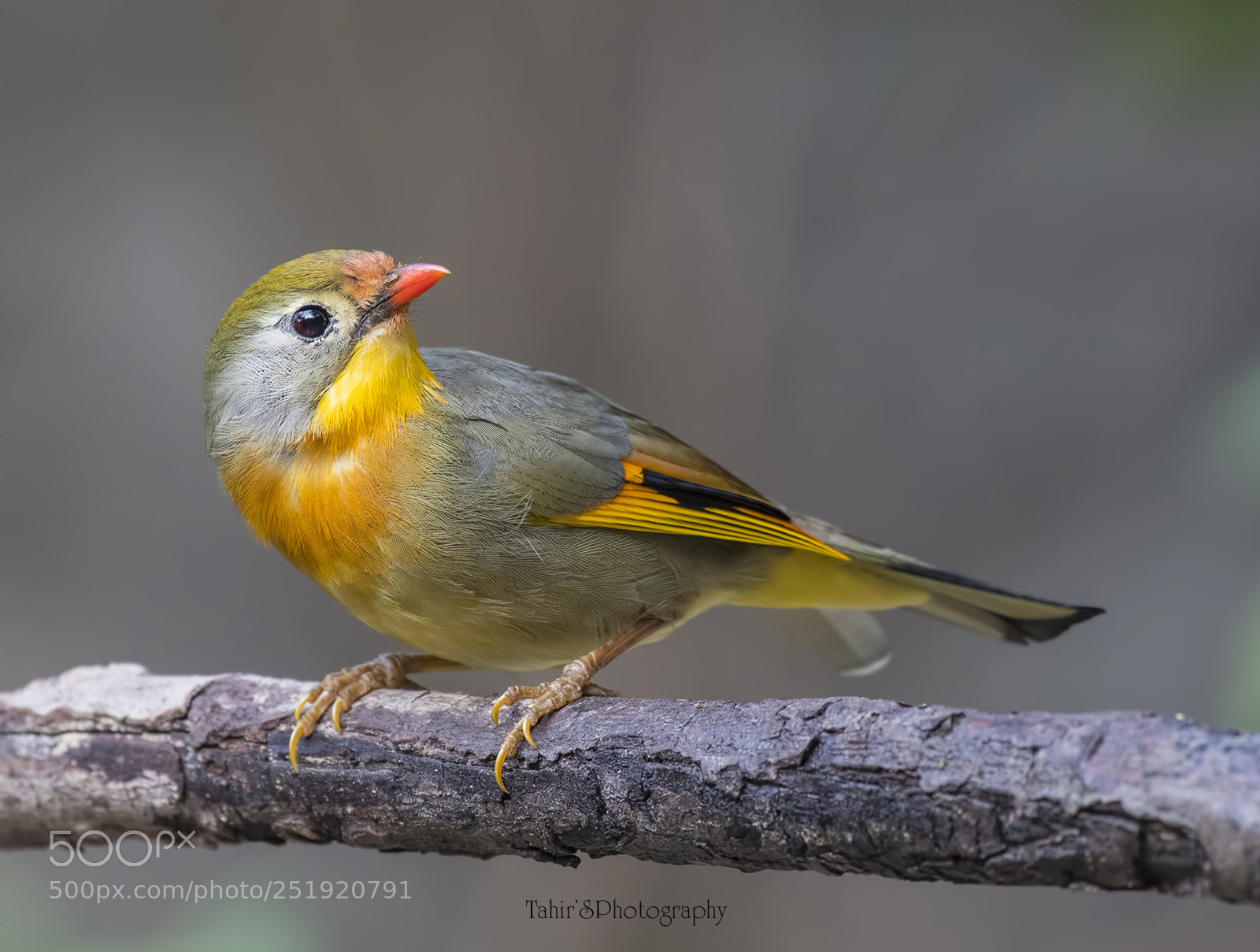 Nikon D850 sample photo. Red-billed leiothrix photography