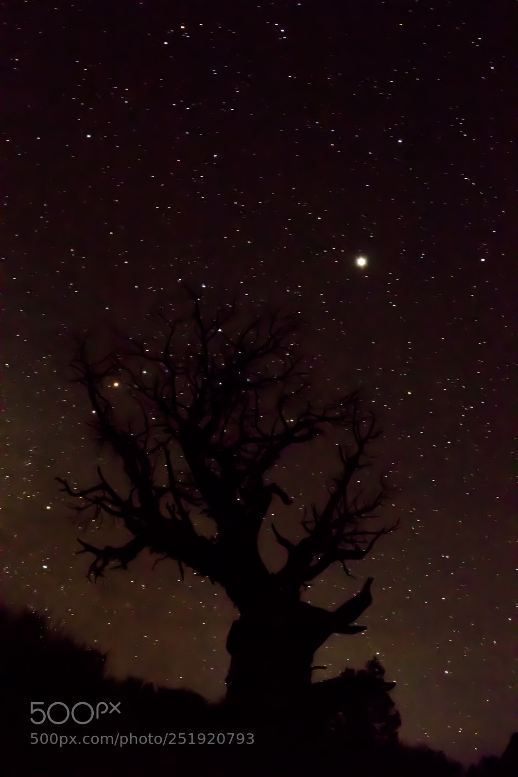 Canon EOS 80D sample photo. Star tree photography