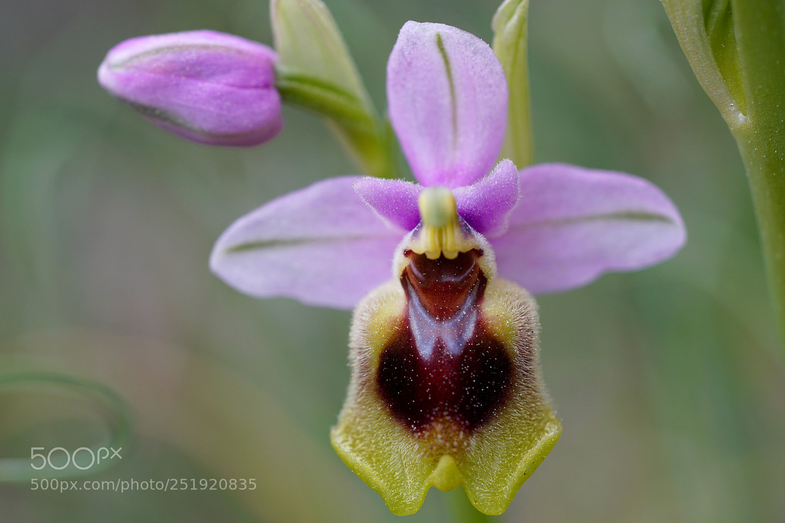 Sony a6500 sample photo. Orchidée photography