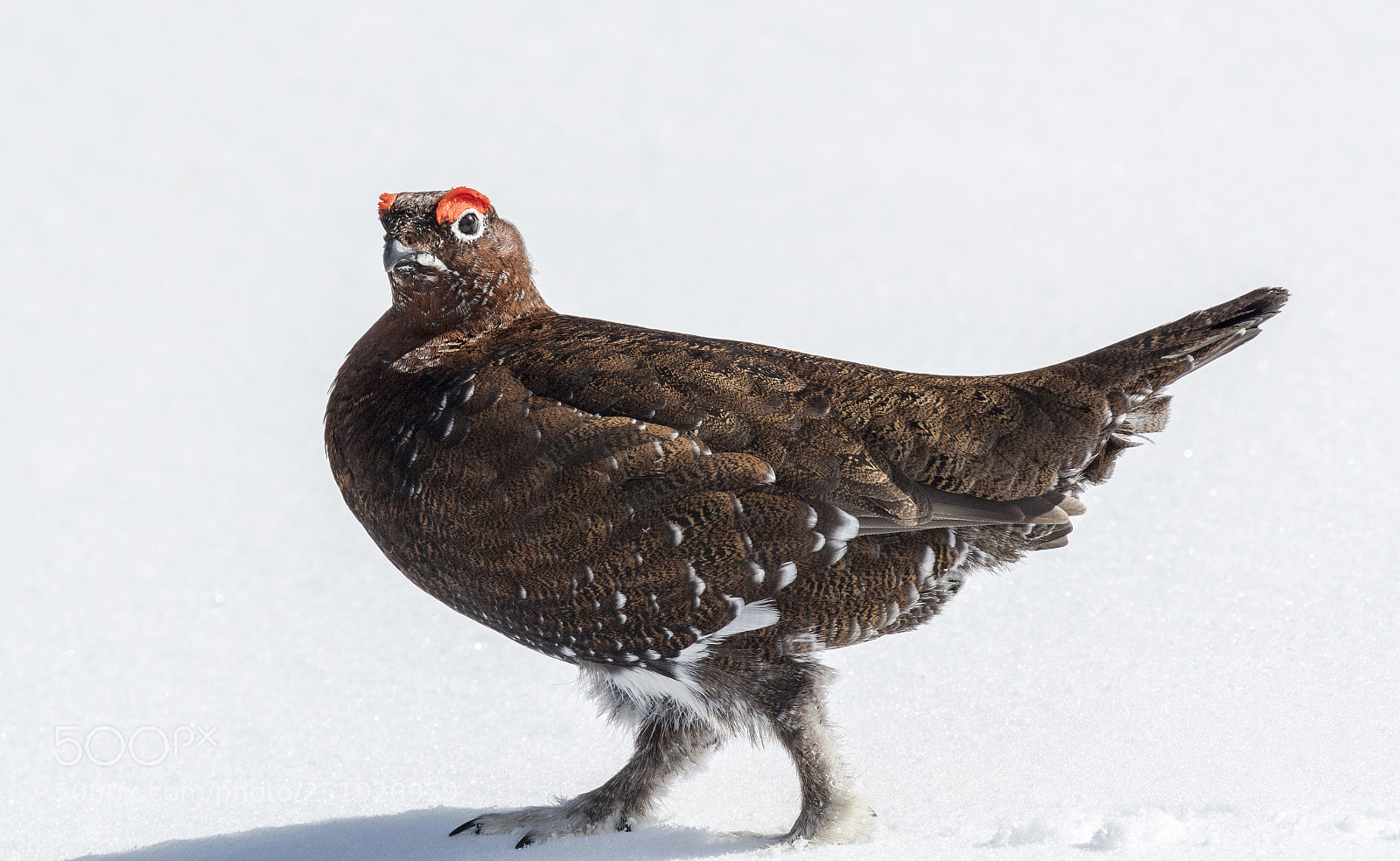 Nikon D500 sample photo. The famous grouse photography