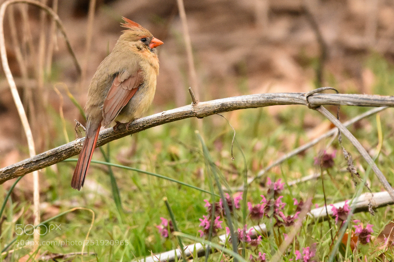 Nikon D3400 sample photo. Northern cardinal photography