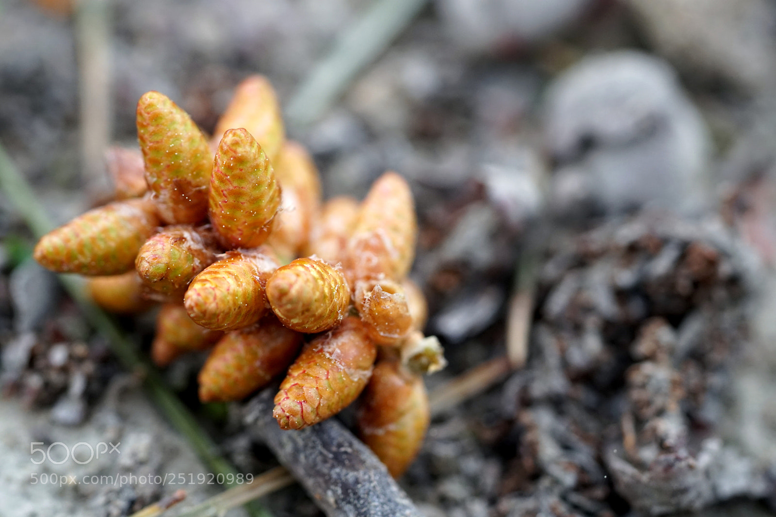 Sony a6500 sample photo. Untitled photography