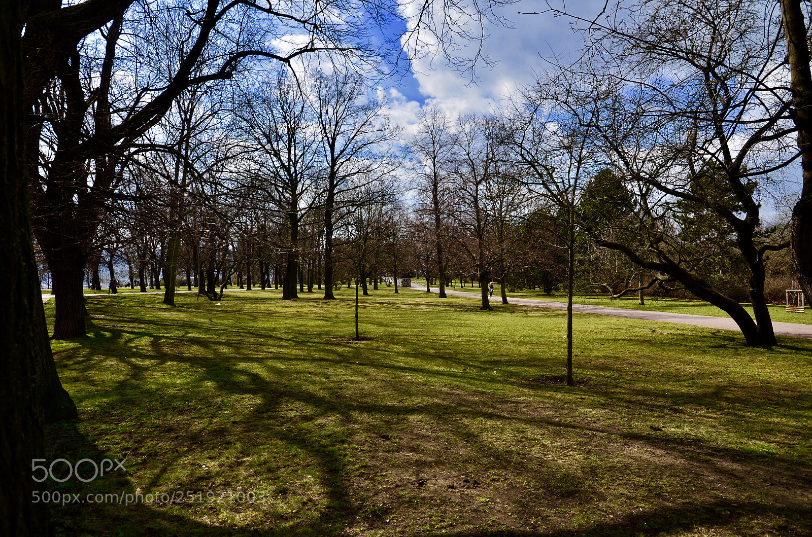 Nikon D5100 sample photo. Trees on would photography