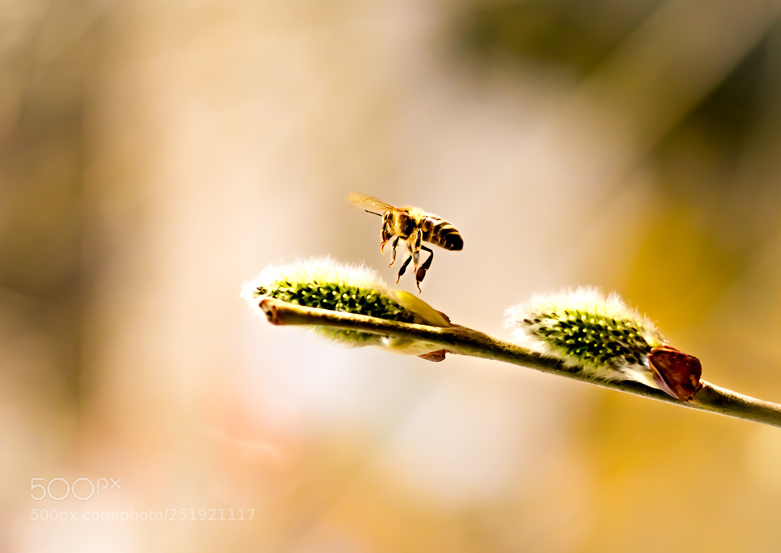 Canon EOS 750D (EOS Rebel T6i / EOS Kiss X8i) sample photo. Honeybee photography