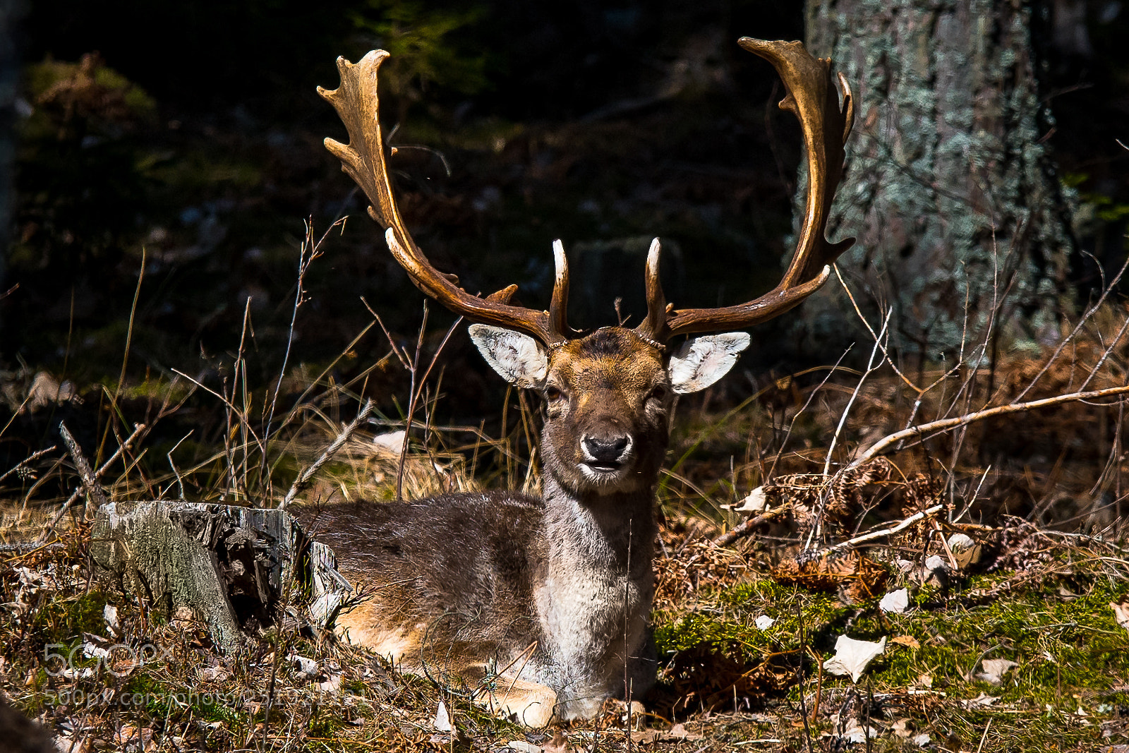 Nikon D850 sample photo. Fallow deer photography