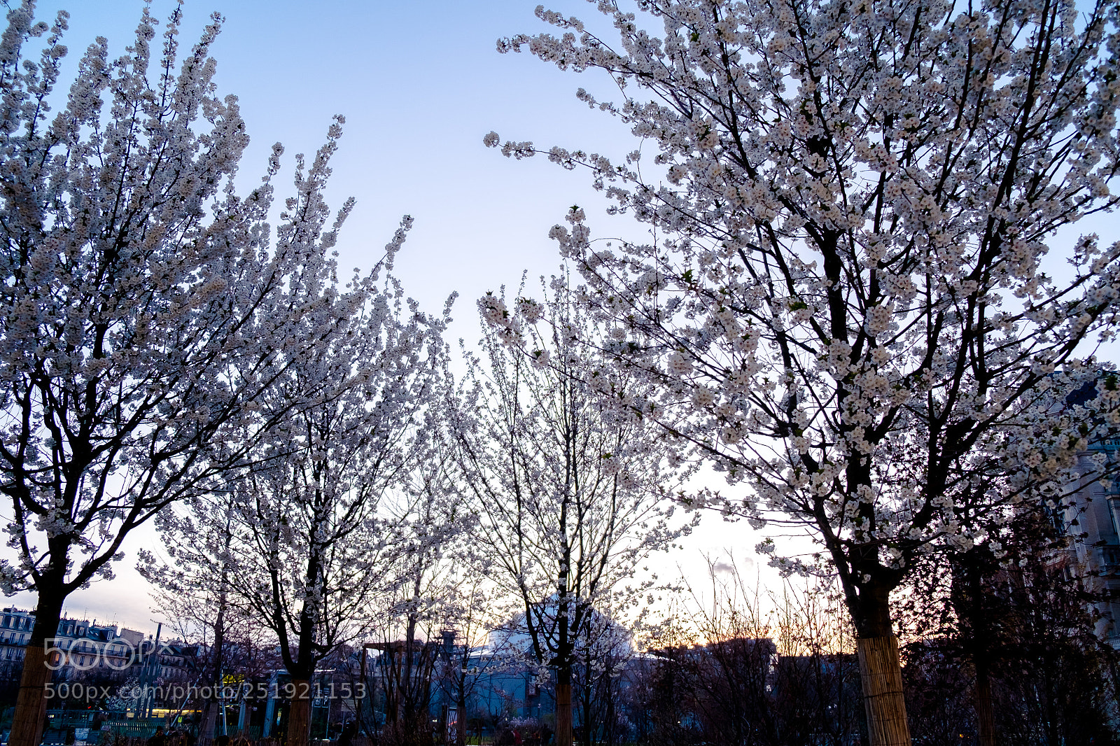 Fujifilm X-E1 sample photo. Blossom in early spring photography