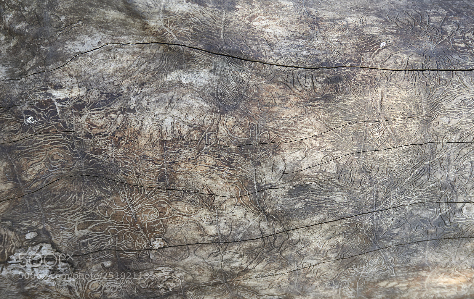 Nikon D800 sample photo. Nature art photography
