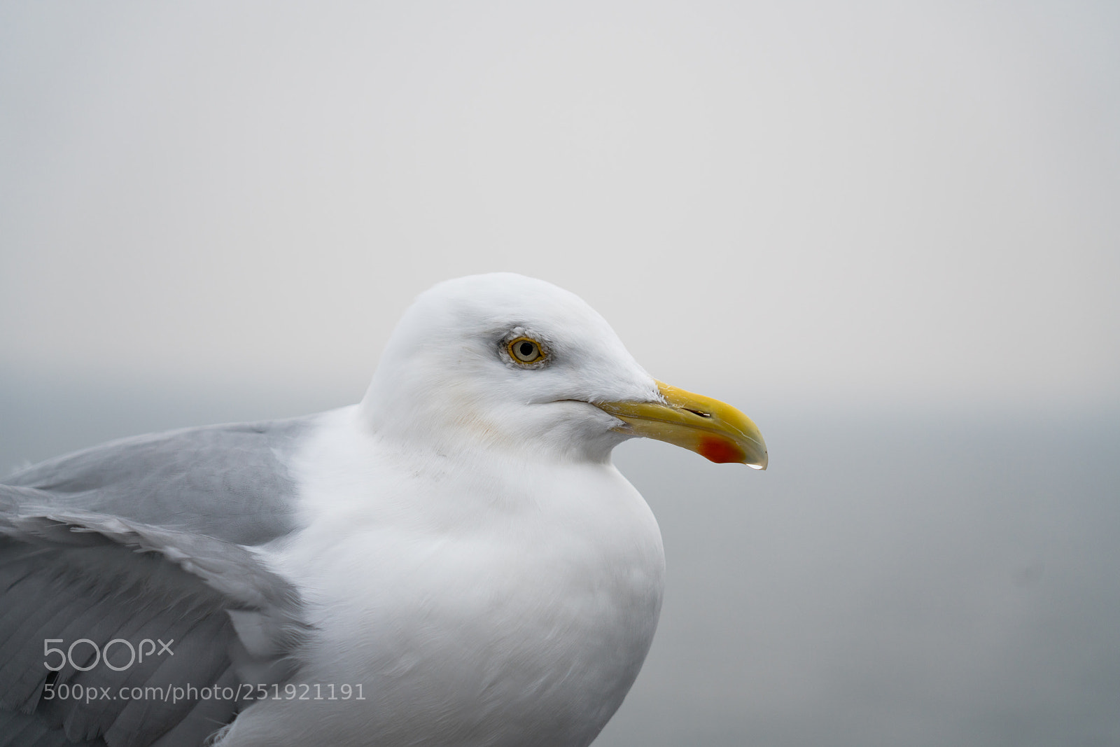 Sony a7R II sample photo. Right into his eye photography