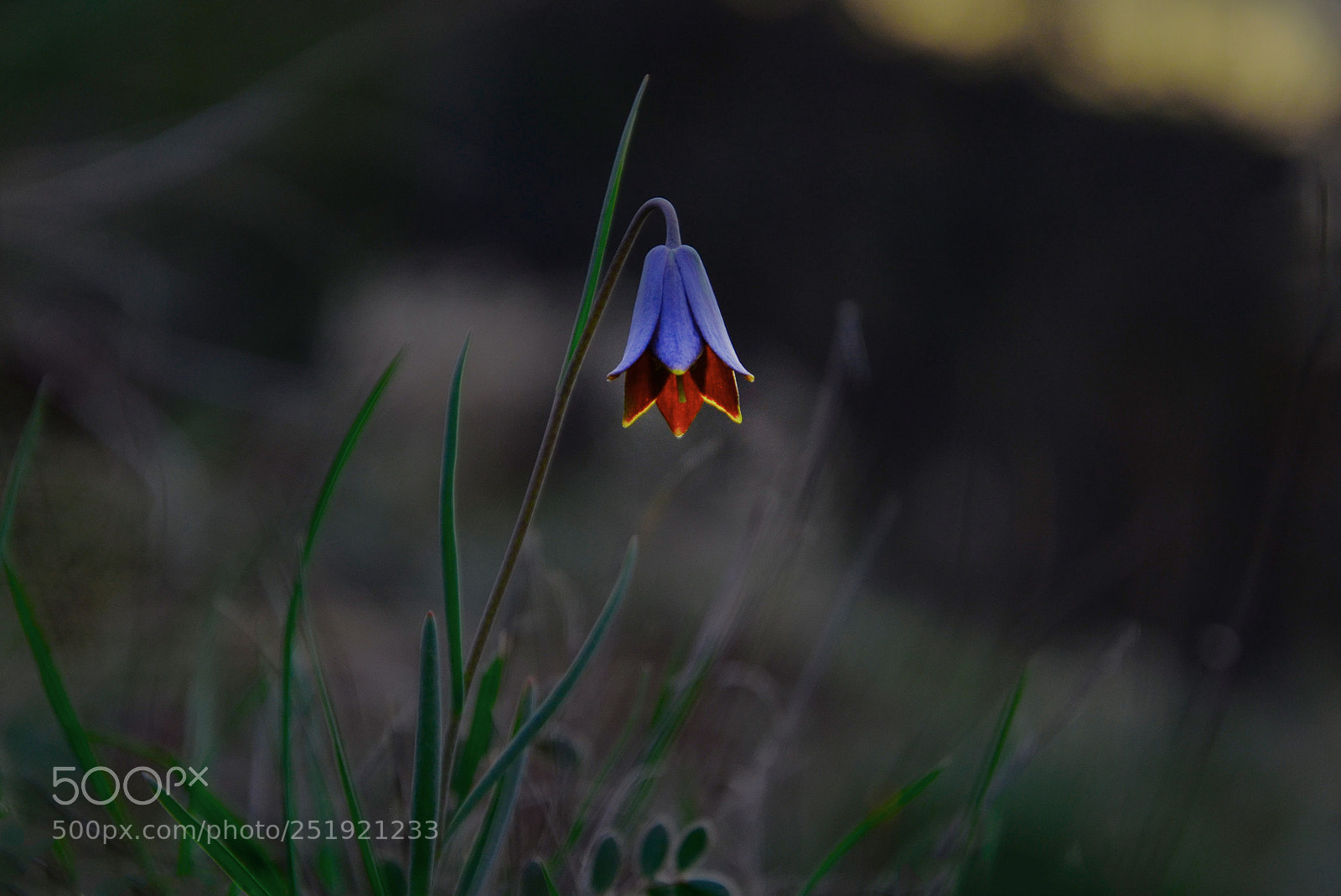 Nikon D7000 sample photo. Small tulip claret red photography