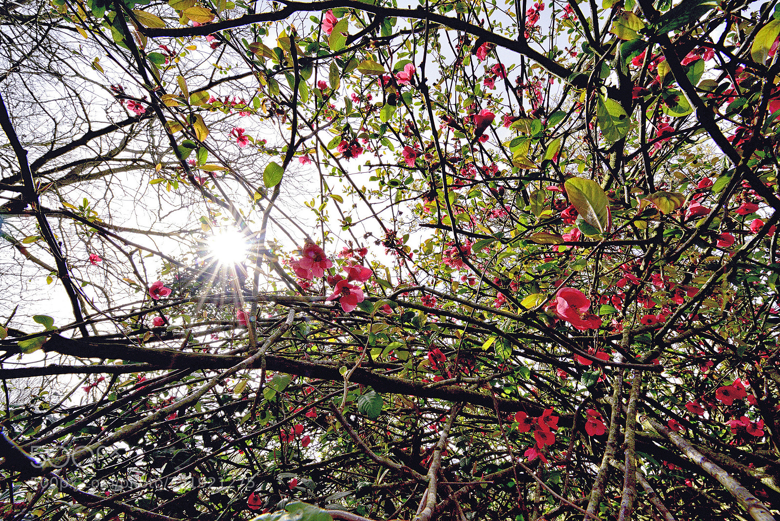 Nikon D810 sample photo. Primavera photography