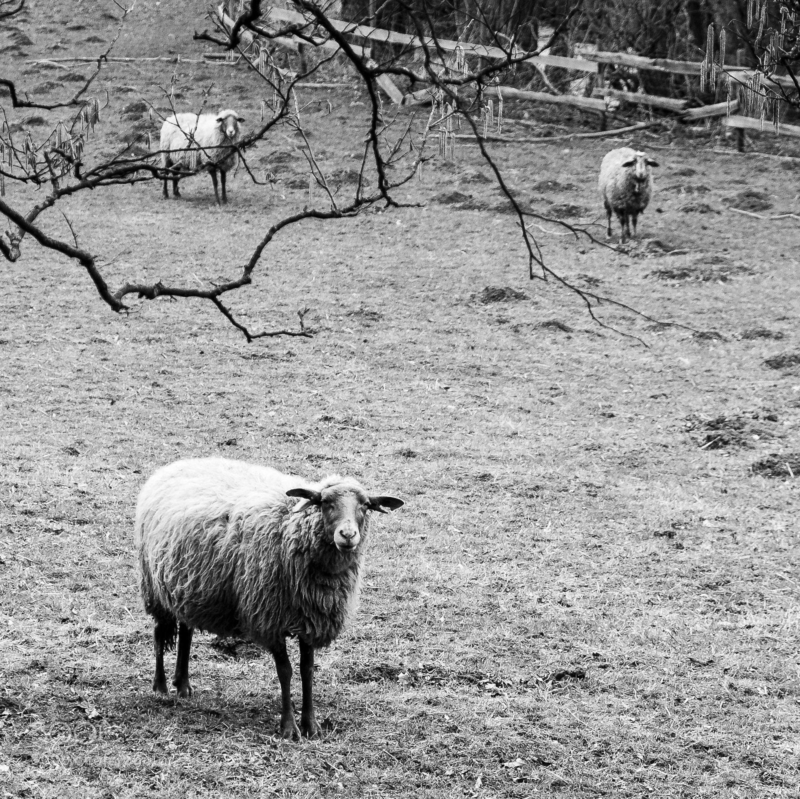Fujifilm X-T1 sample photo. Three sheeps photography