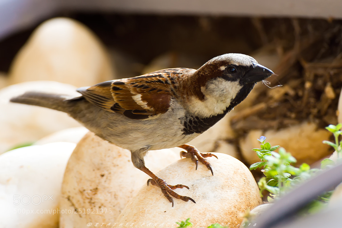 Sony SLT-A77 sample photo. Bird photography