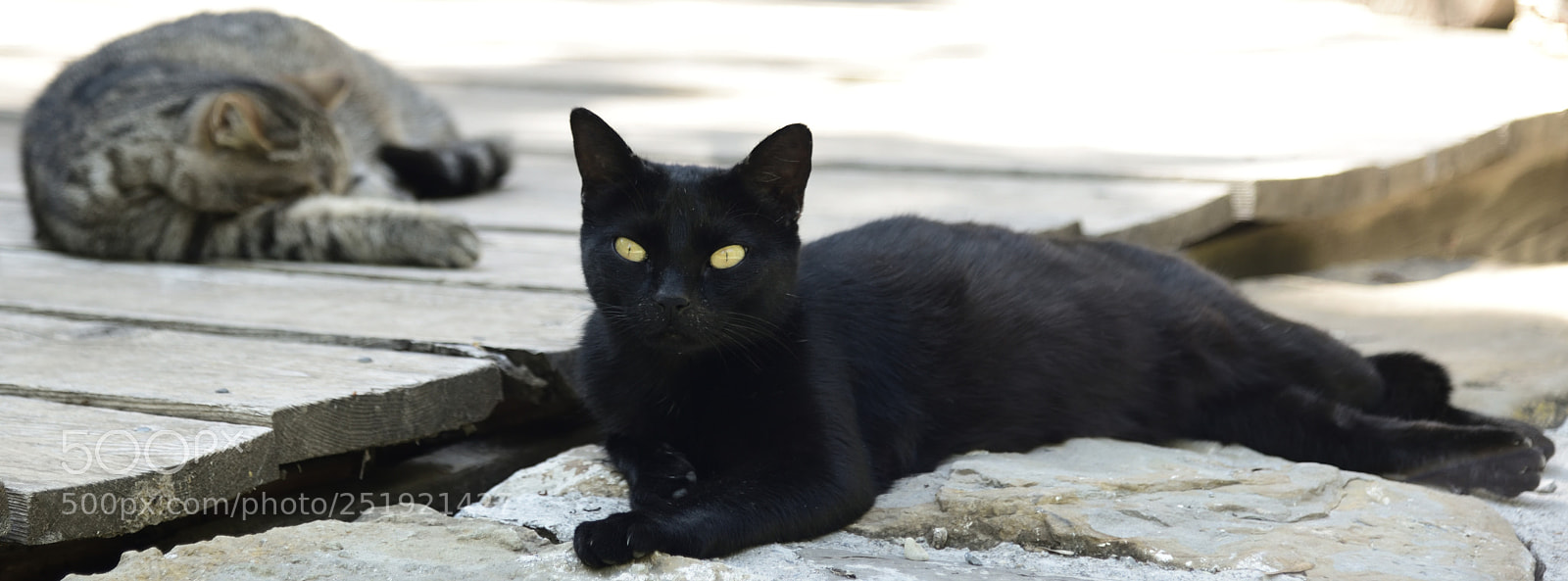 Nikon AF-S Nikkor 24-120mm F4G ED VR sample photo. Cats & naps photography