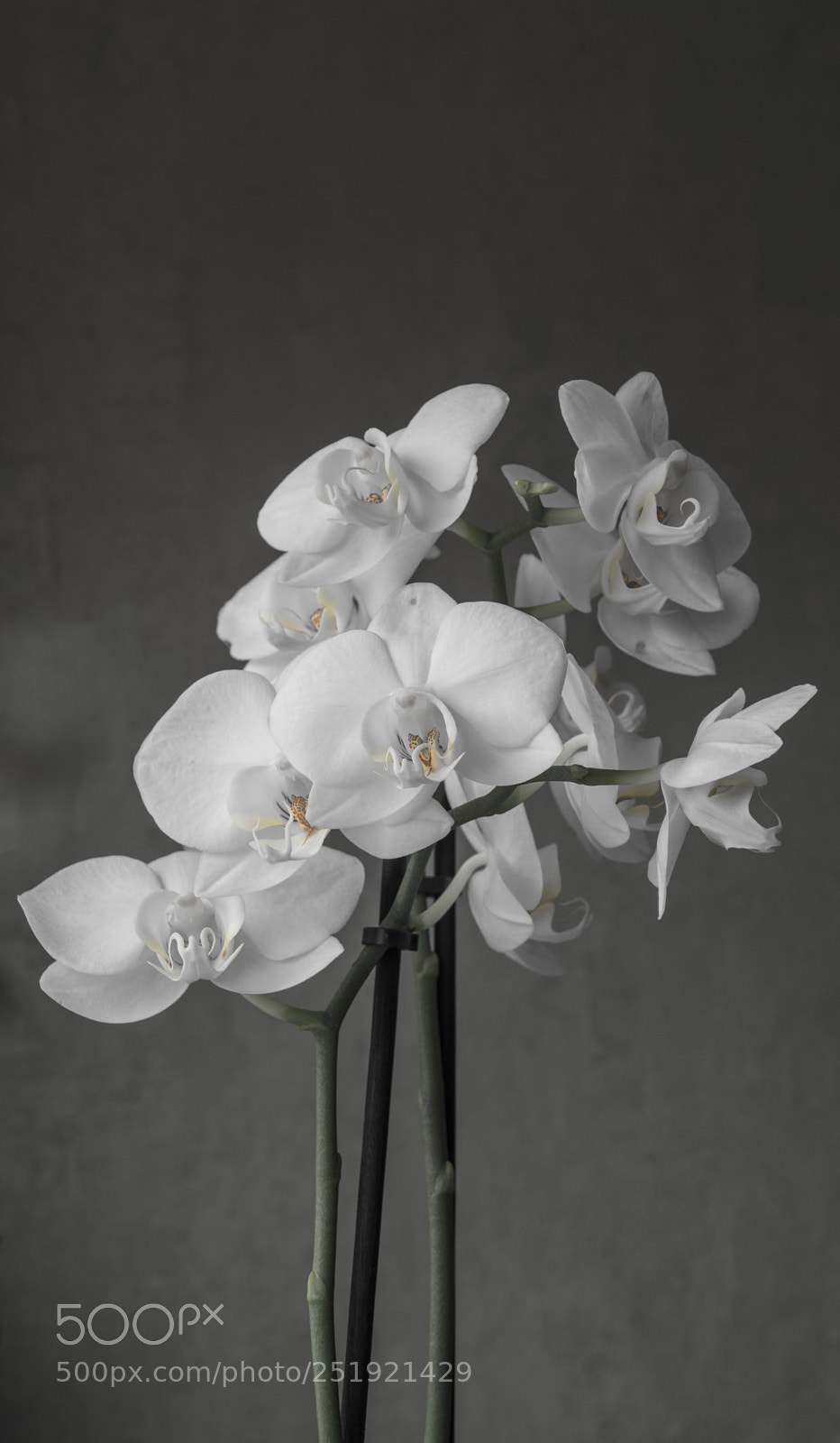 Nikon D5200 sample photo. Flowering photography