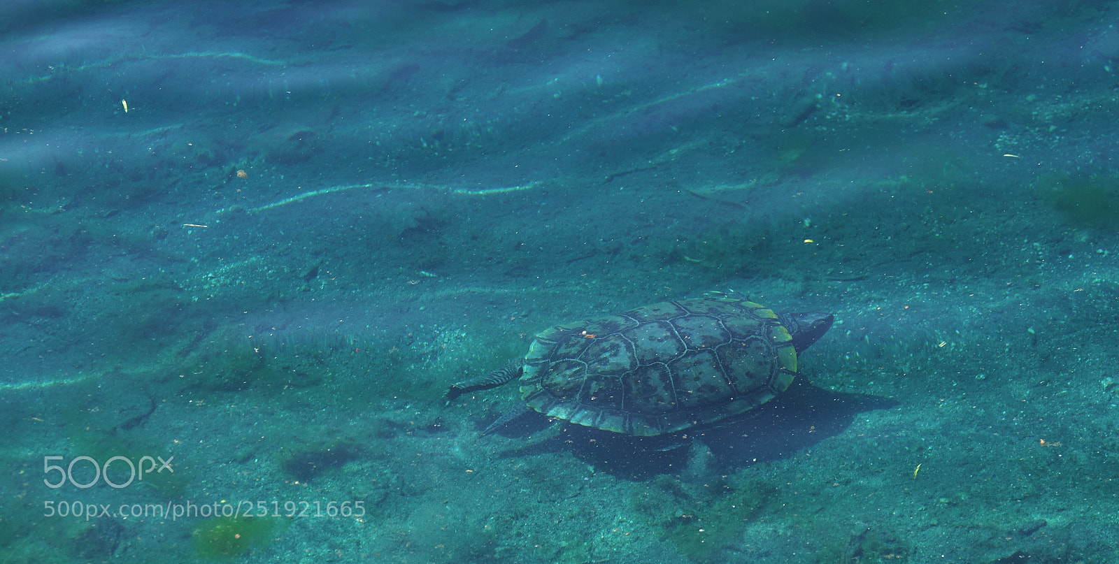 Sony Cyber-shot DSC-RX10 III sample photo. Blue-waters turtle photography
