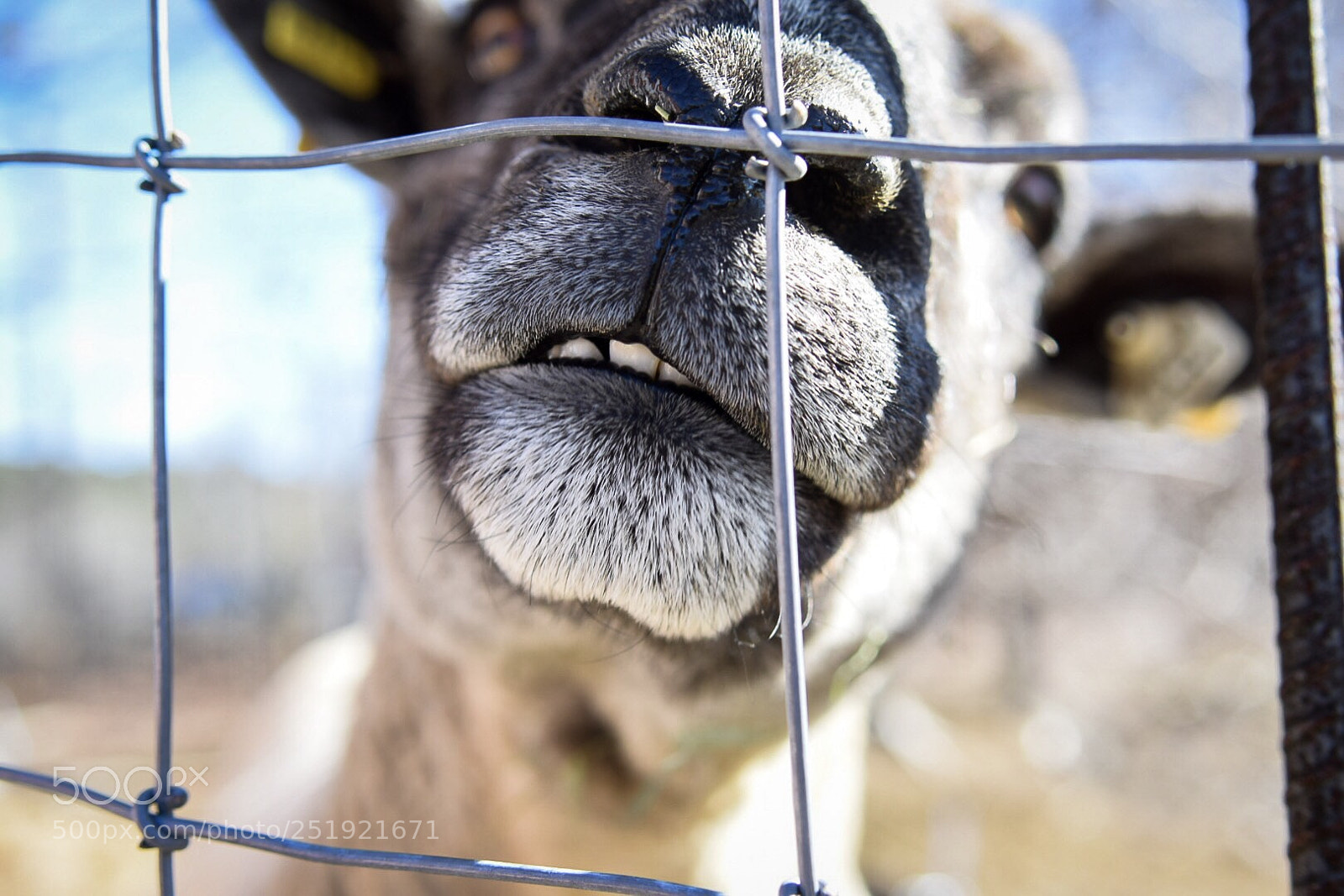 Nikon D5300 sample photo. Snoot photography