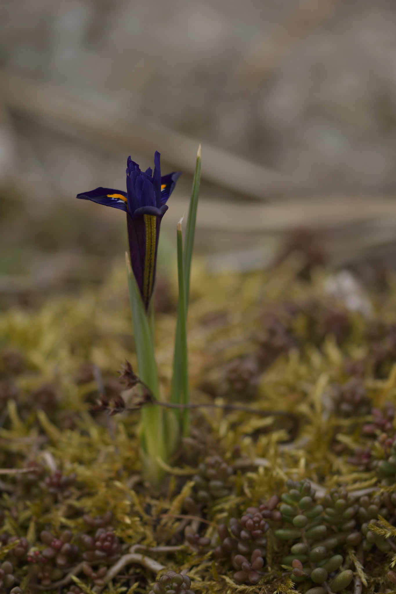 Sigma 105mm F2.8 EX DG OS HSM sample photo. Chamæiris angustis foliis minor photography