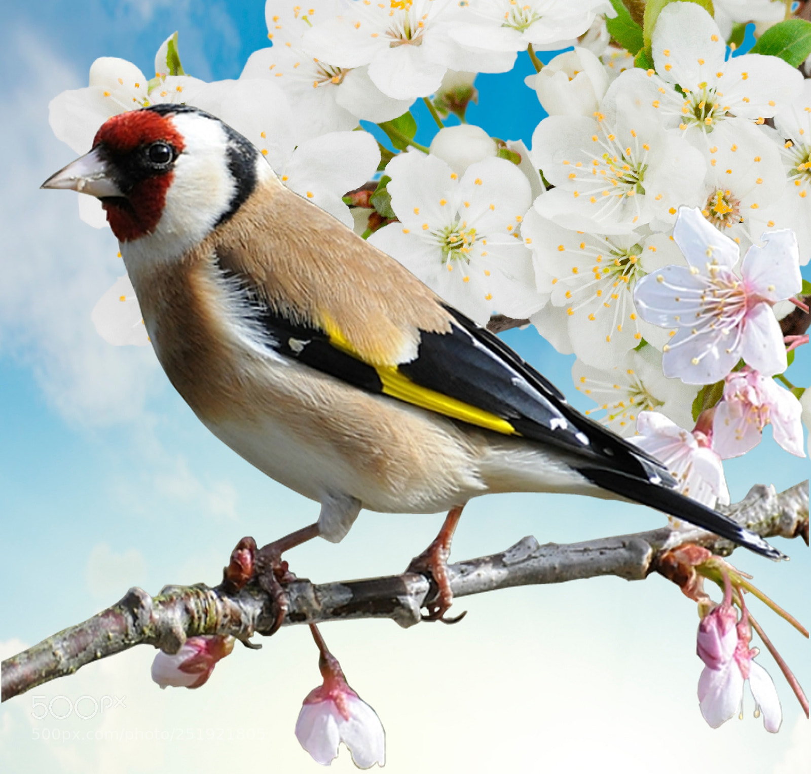 Canon EOS 7D sample photo. Wallpaper of almond flowers photography