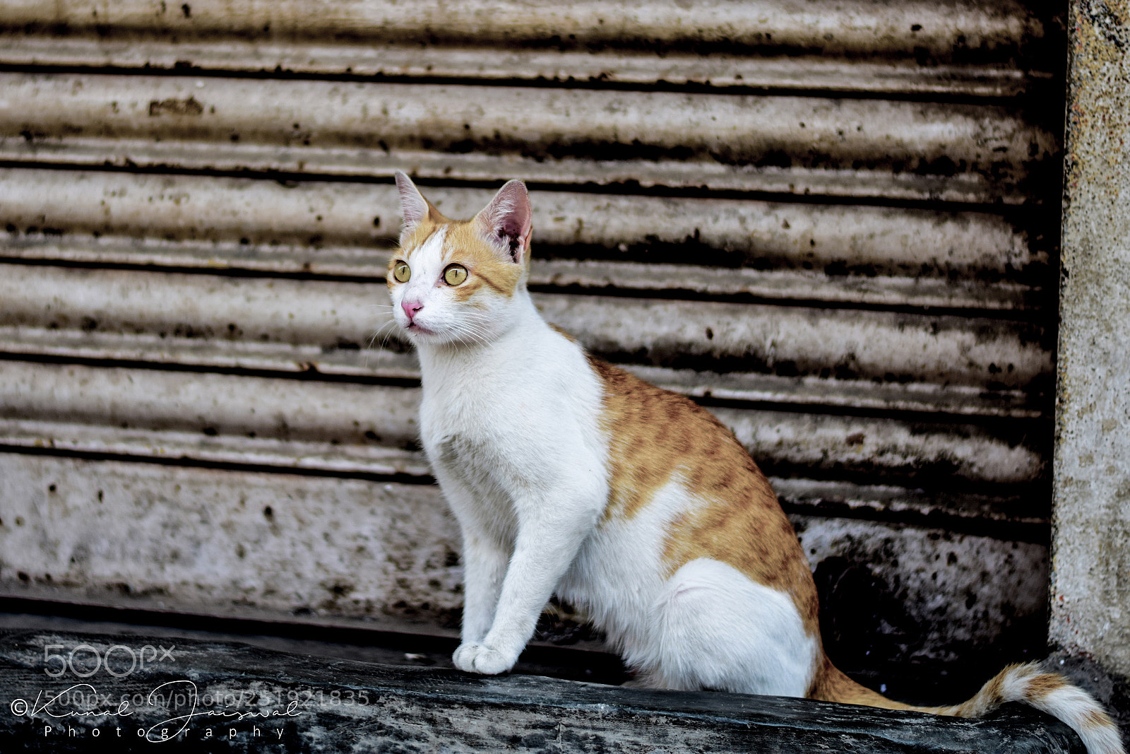 Nikon D3300 sample photo. Cattitude!!! photography