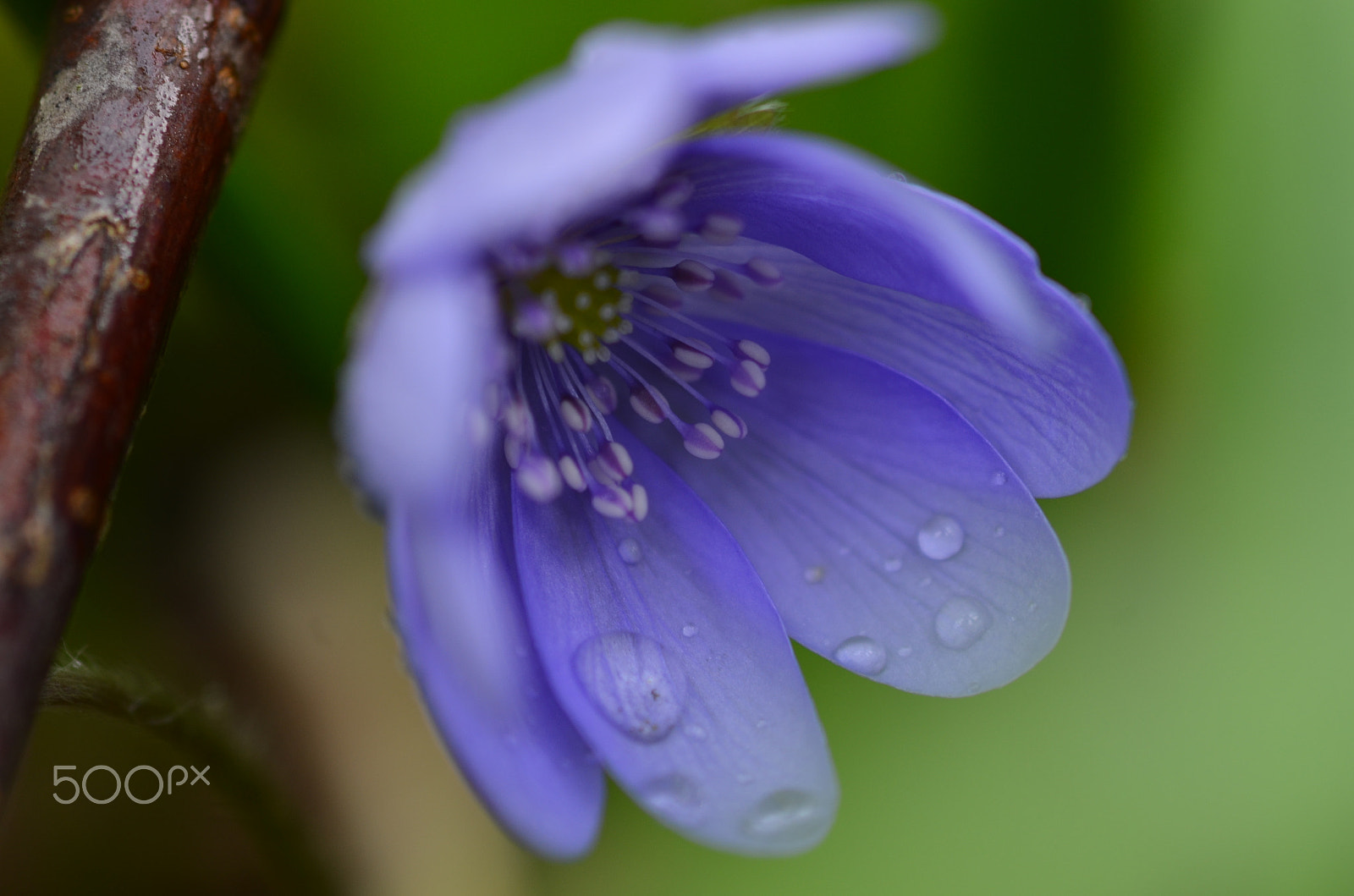 Sigma 105mm F2.8 EX DG Macro sample photo. Drops photography