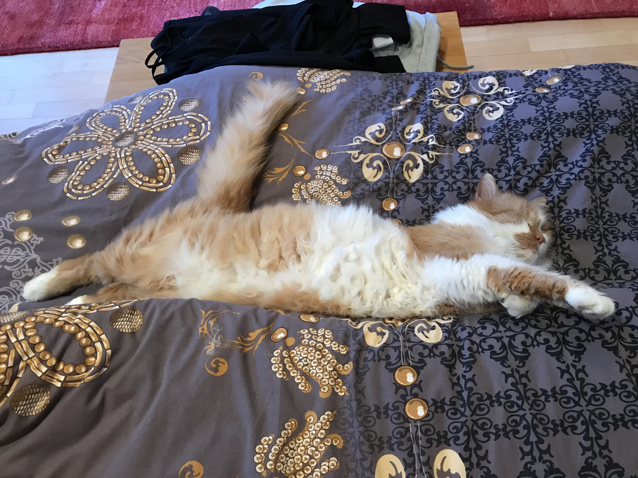 Apple iPad Pro (10.5-inch) sample photo. My maine coon cat garfield is big sleeper photography
