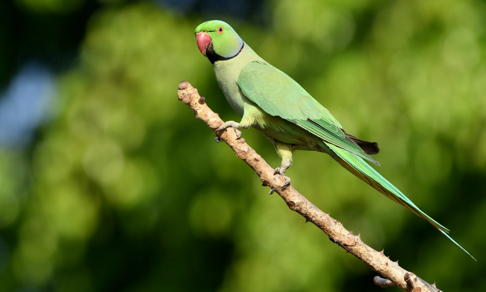 Nikon AF-S Nikkor 200-500mm F5.6E ED VR sample photo. Parrot photography