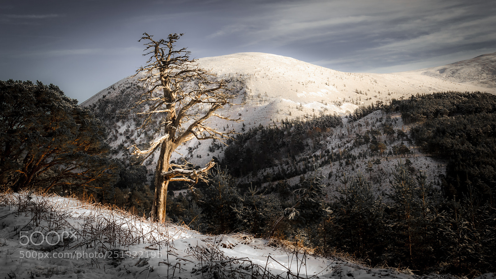 Canon EOS 60D sample photo. Dead tree ii photography