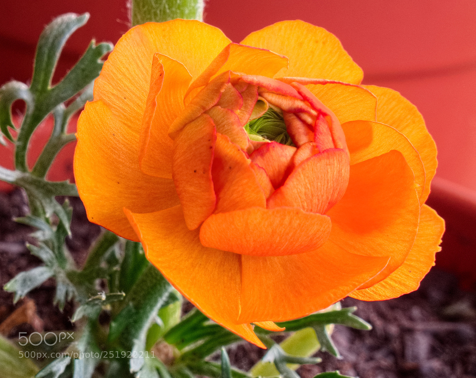 Canon PowerShot G10 sample photo. ...orange freshness photography