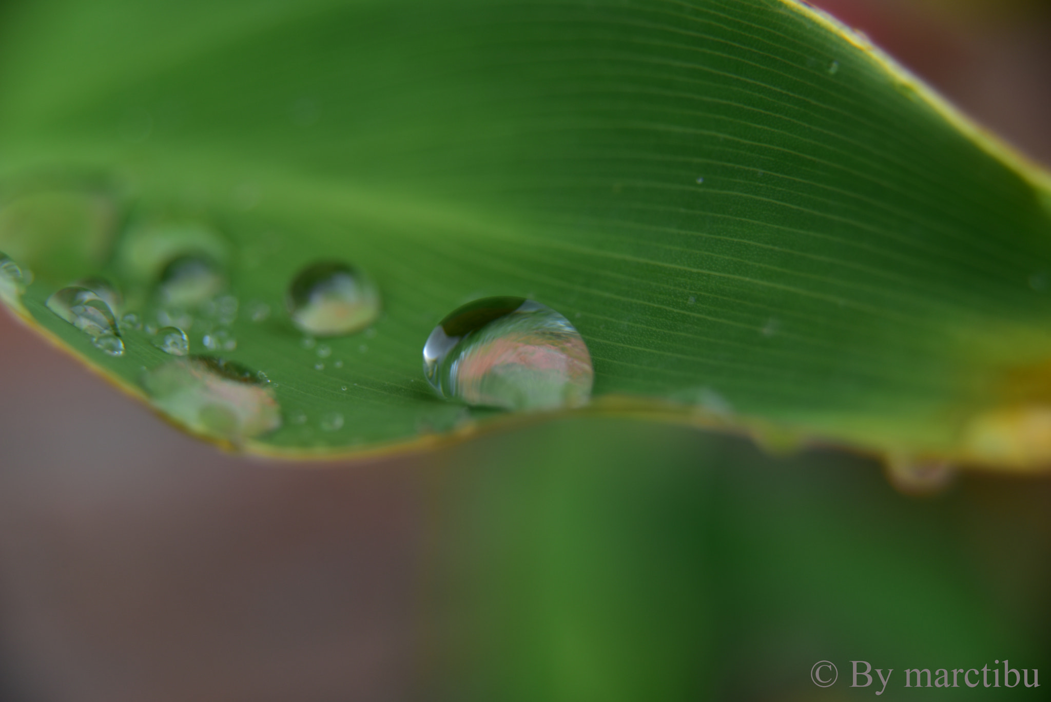 AF Zoom-Nikkor 24-120mm f/3.5-5.6D IF sample photo. Macro droplets photography