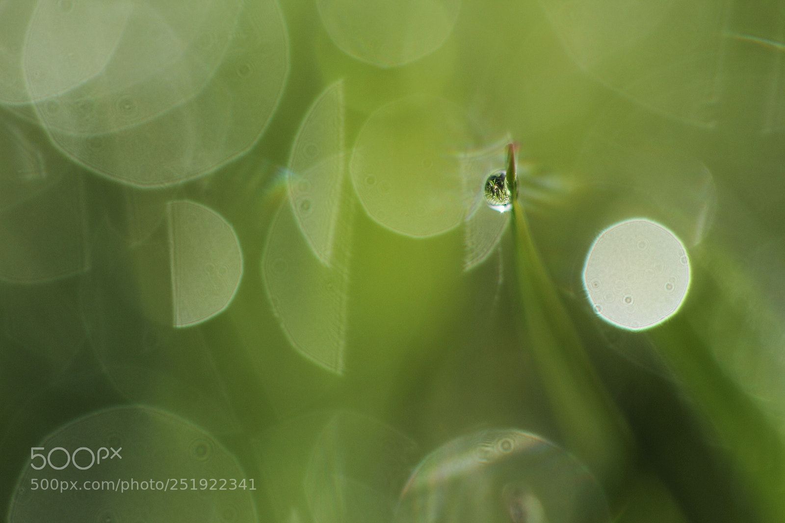 Canon EOS 60D sample photo. Drop photography