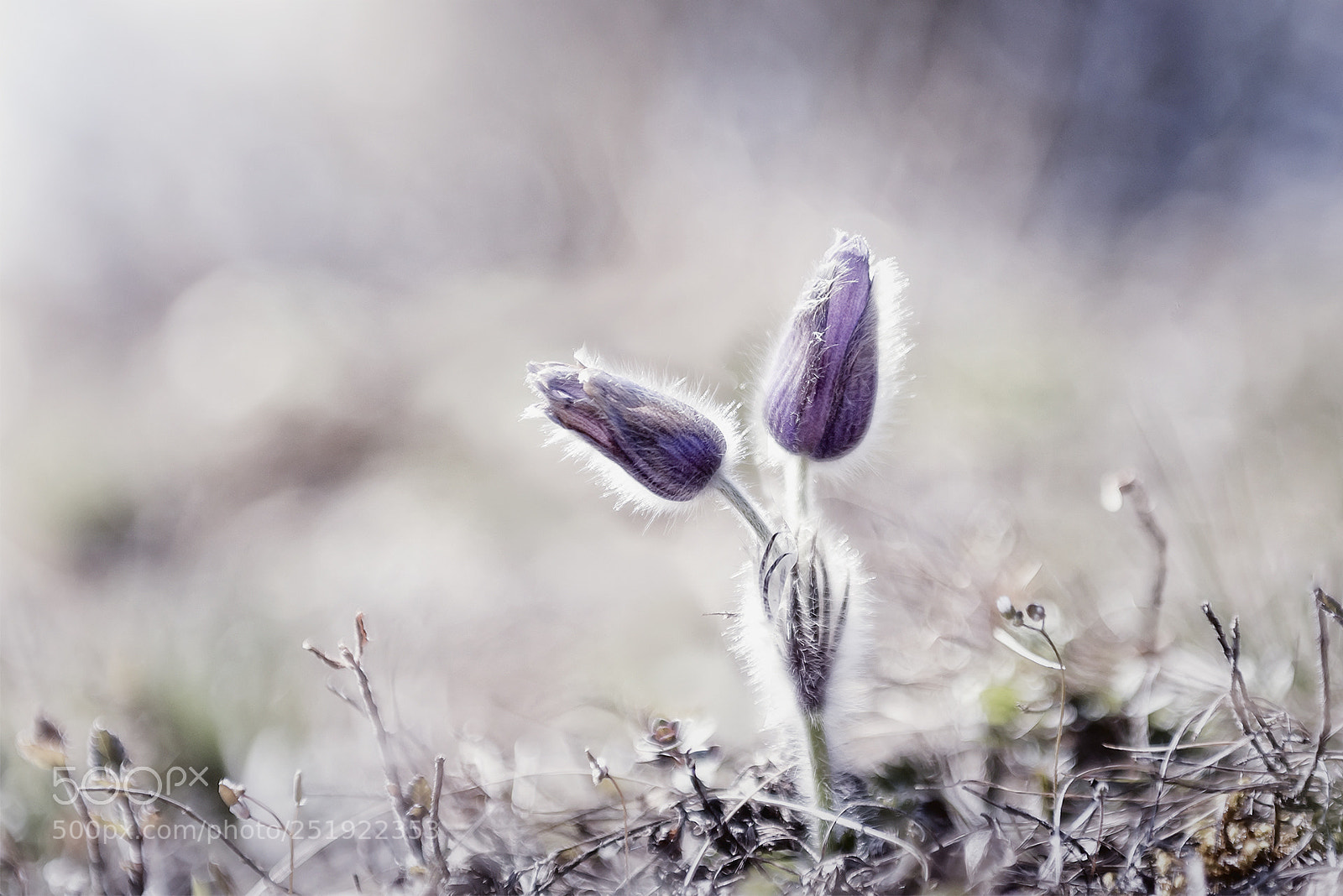 Nikon D810 sample photo. Pulsatilla vulgaris photography