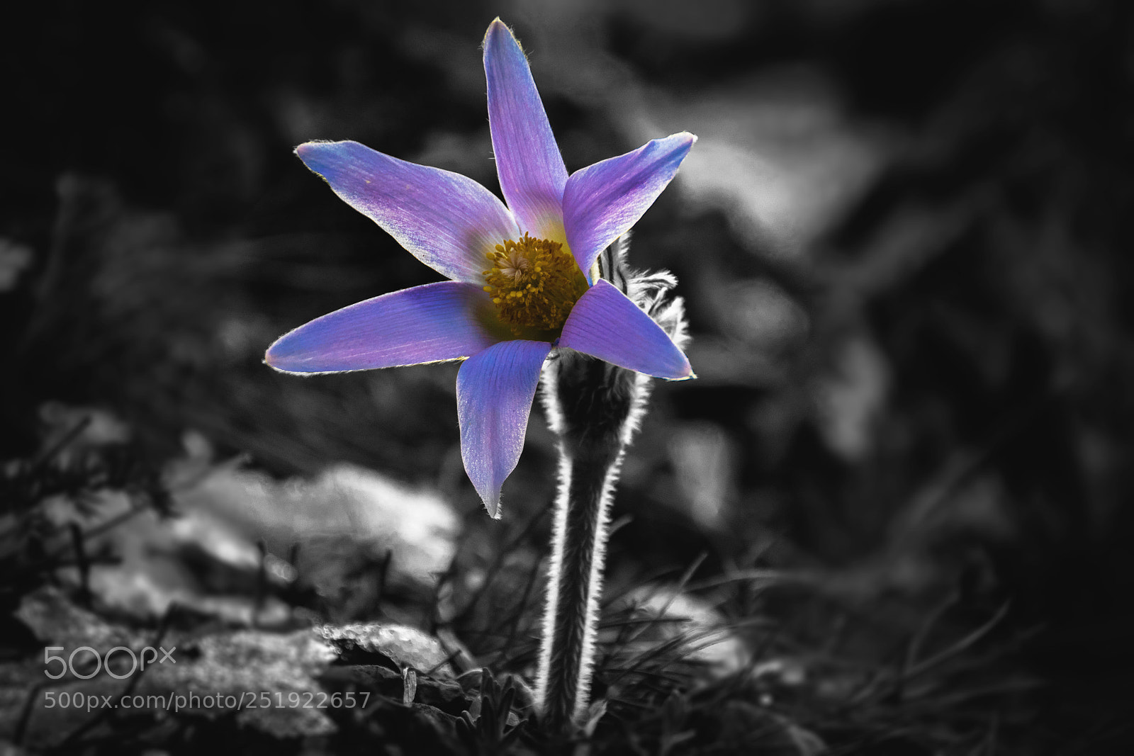 Nikon D5300 sample photo. Spring hope photography