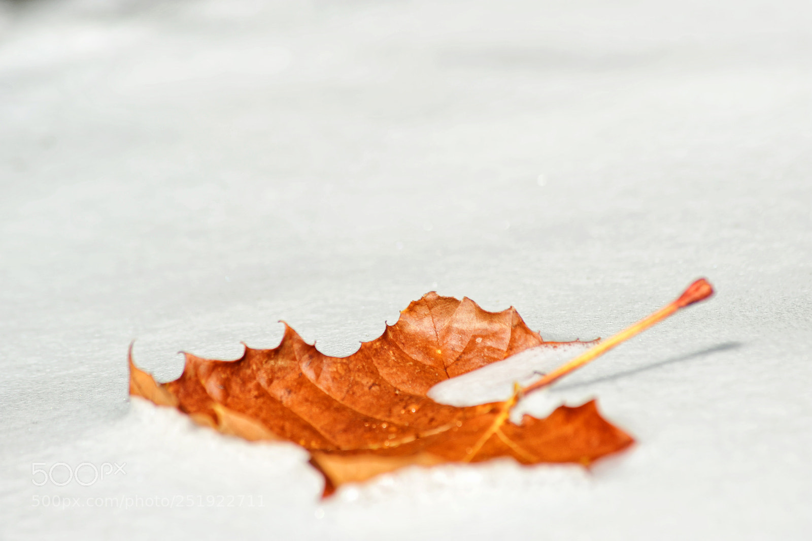 Nikon D700 sample photo. Alone in the snow photography