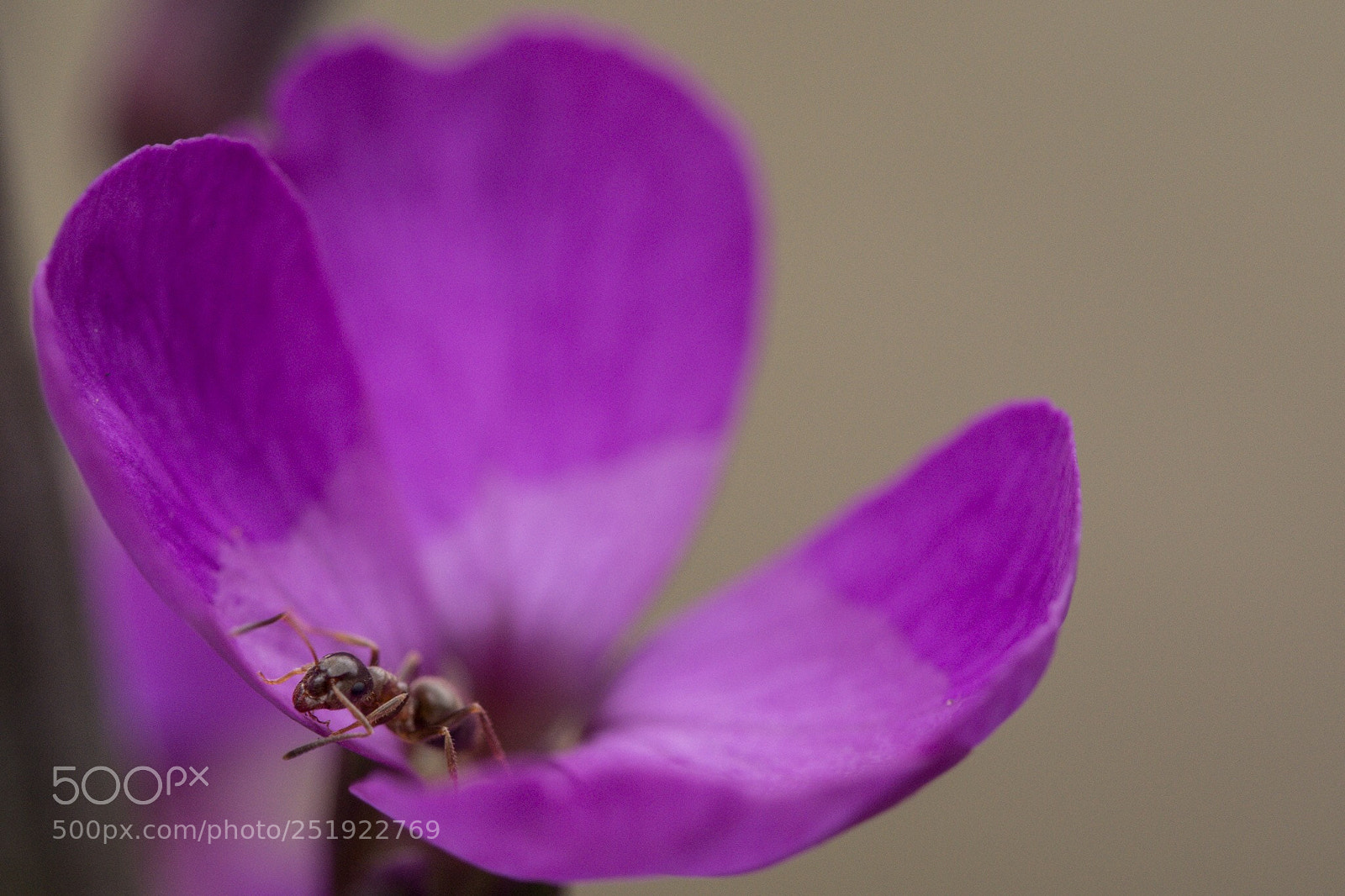 Nikon D7200 sample photo. Ant recon unit photography