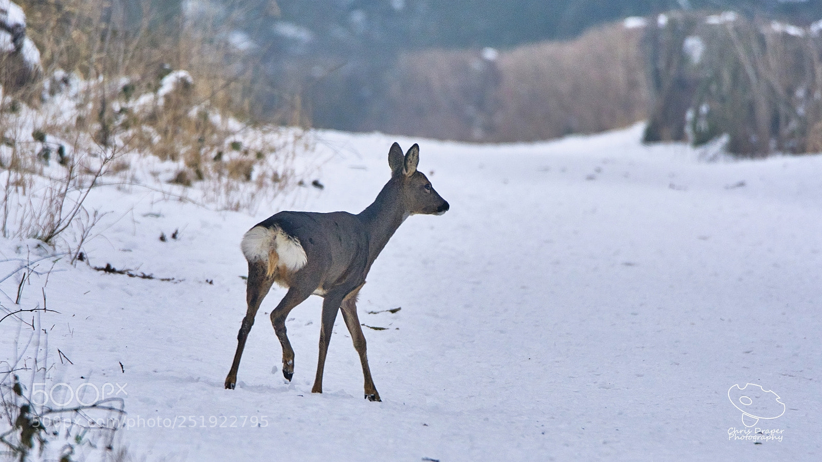 Sony ILCA-77M2 sample photo. Roe deer crossing photography