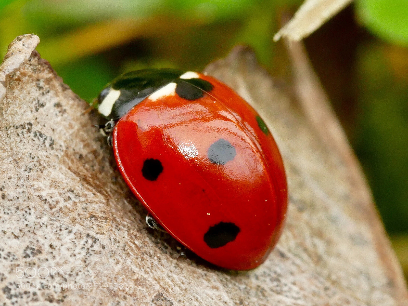 Panasonic Lumix DMC-G85 (Lumix DMC-G80) sample photo. Ladybug photography