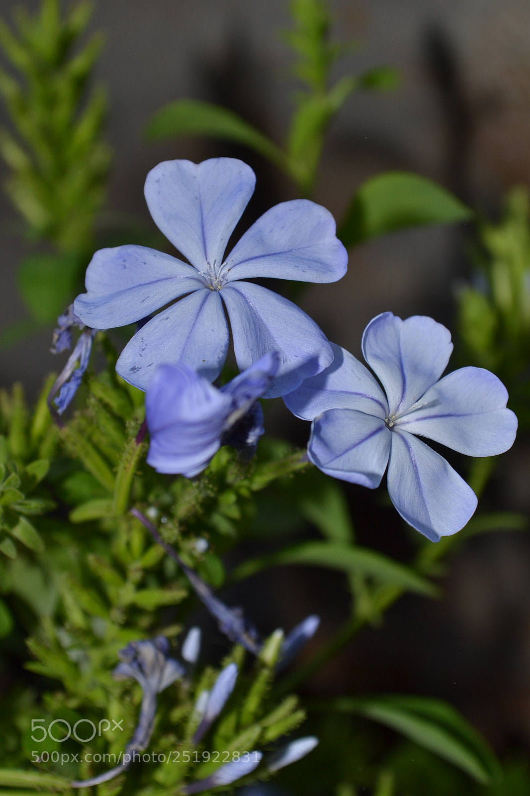 Nikon D3100 sample photo. Flowers <3 photography