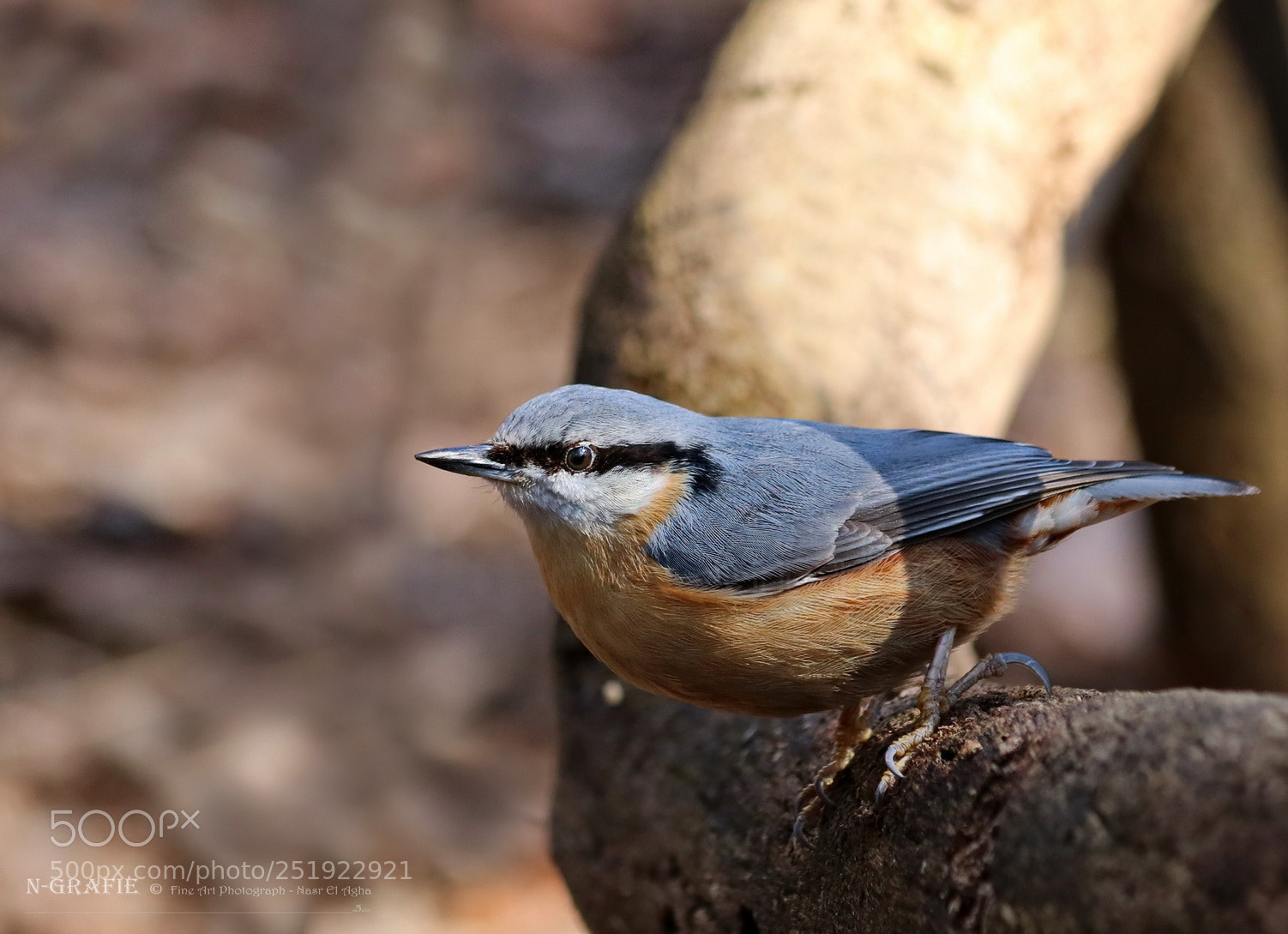 Canon EOS 80D sample photo. Eurasian nuthatch from the photography