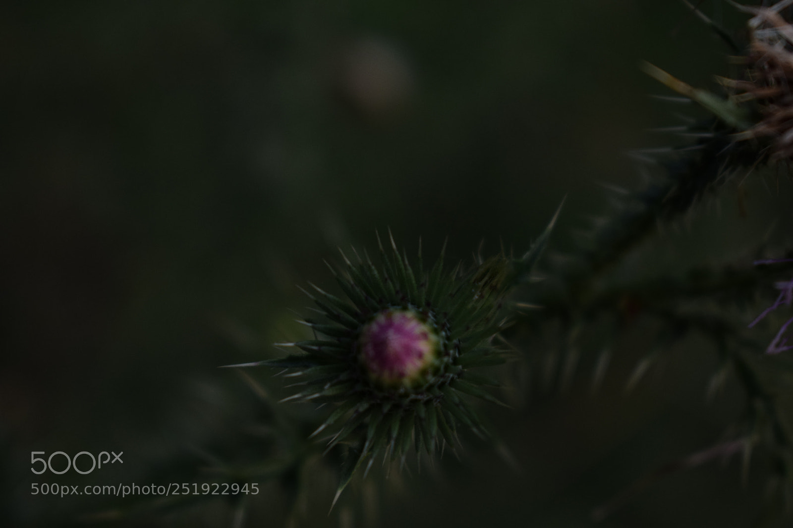 Nikon D5300 sample photo. Bebé photography