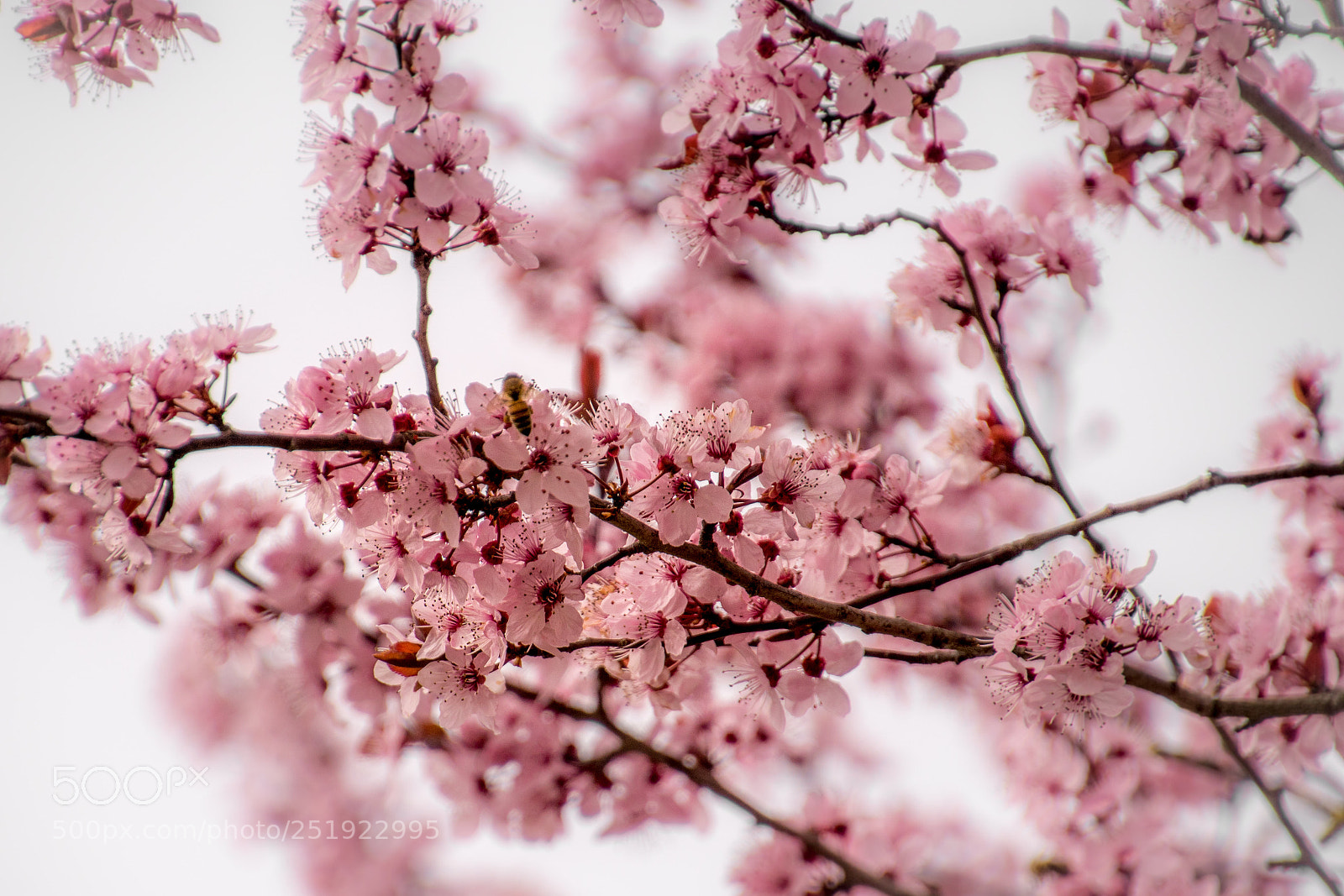 Sony ILCA-77M2 sample photo. Springtime photography