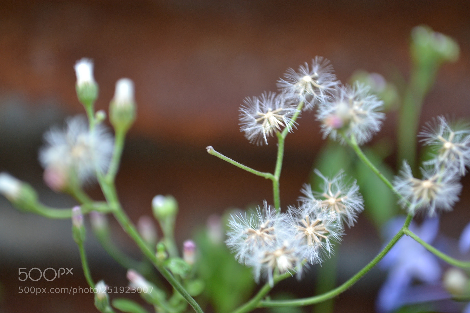 Nikon D3100 sample photo. Flowers <3 photography