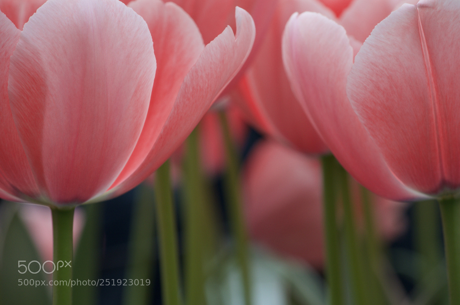 Nikon D5100 sample photo. Tulip  photography