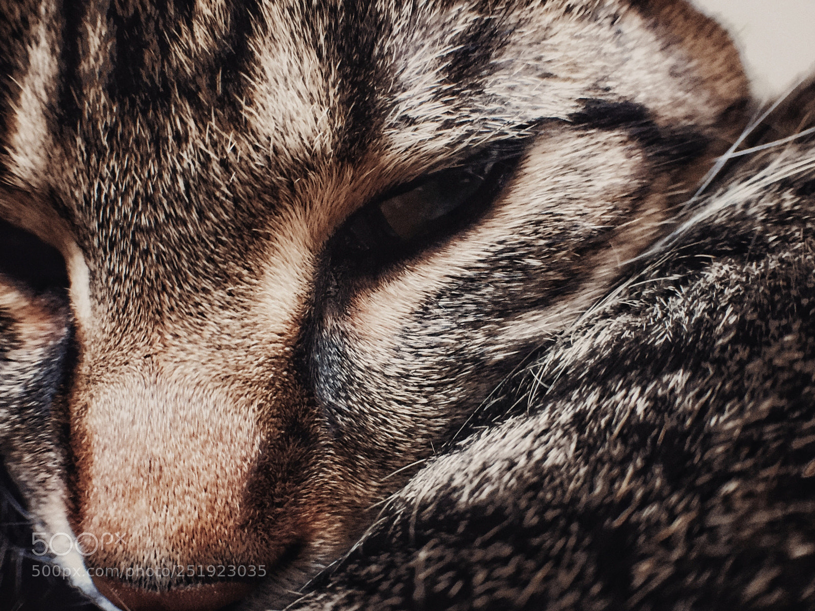 Apple iPhone 6 sample photo. The darkside photography
