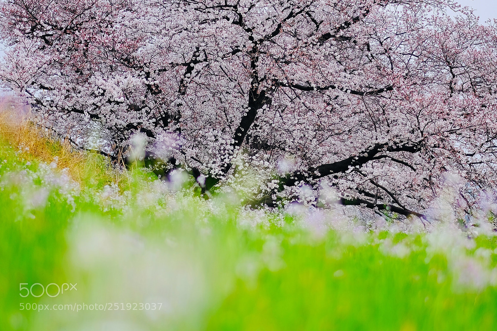 Fujifilm X-T2 sample photo. Joyful spring  photography