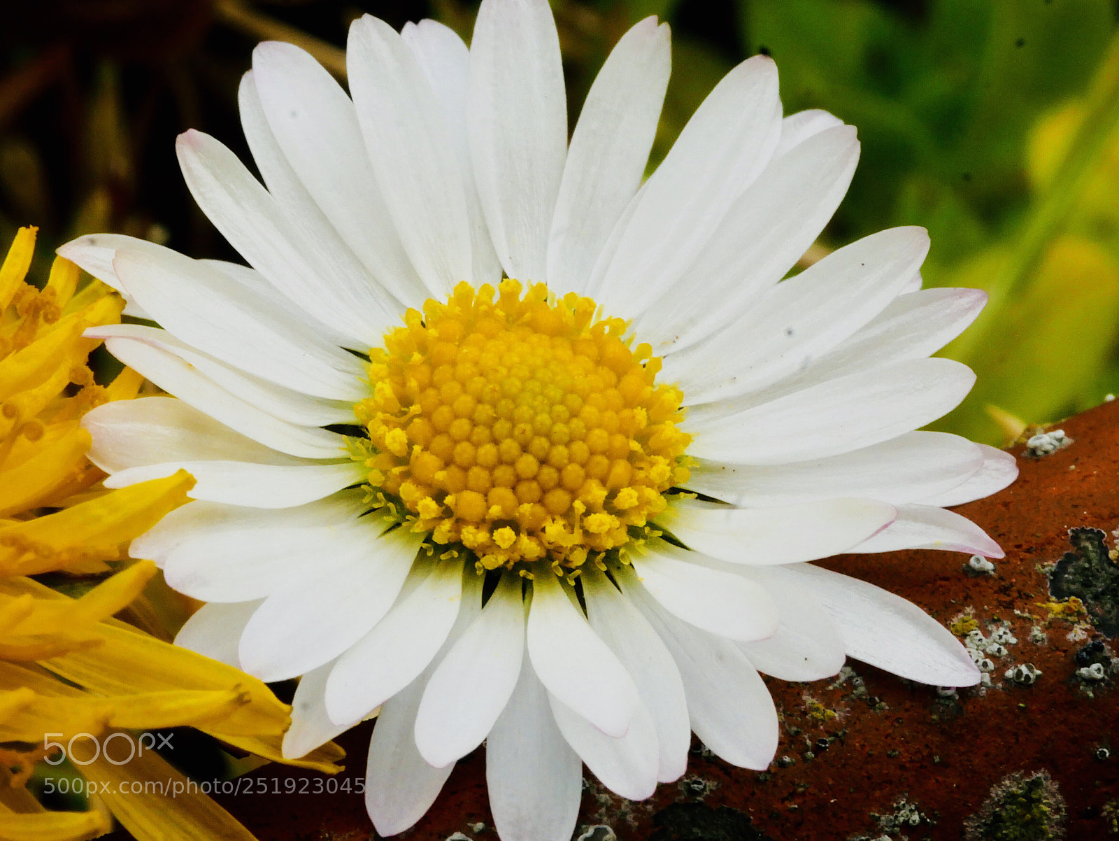 Panasonic Lumix DMC-G85 (Lumix DMC-G80) sample photo. Daisy flower photography