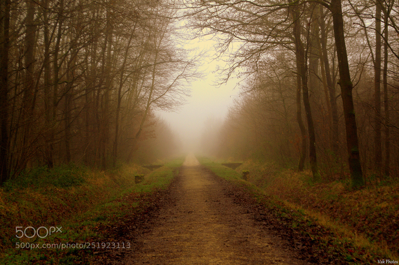 Nikon D3100 sample photo. Mist photography