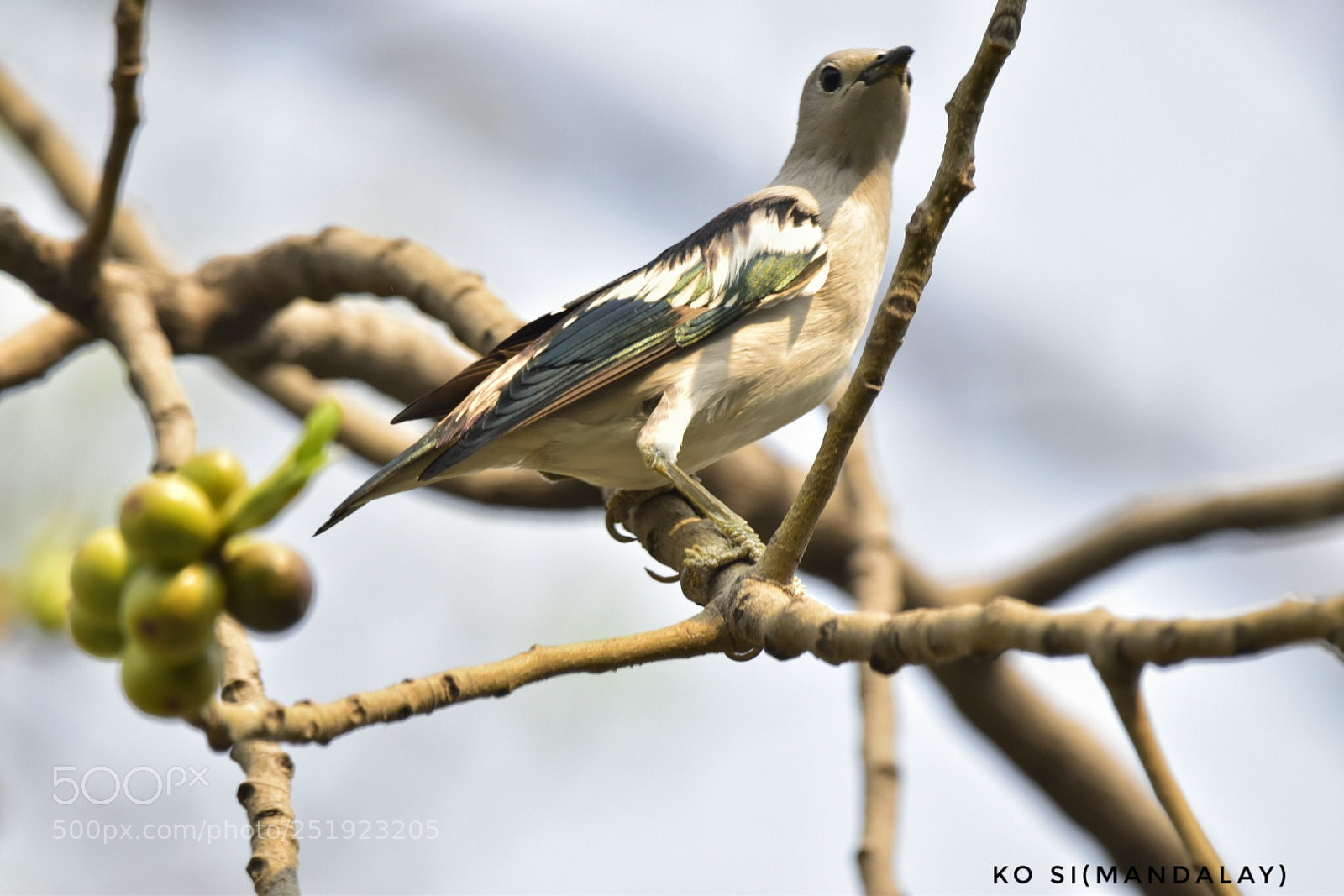 Nikon D5500 sample photo. Purple backed starling photography