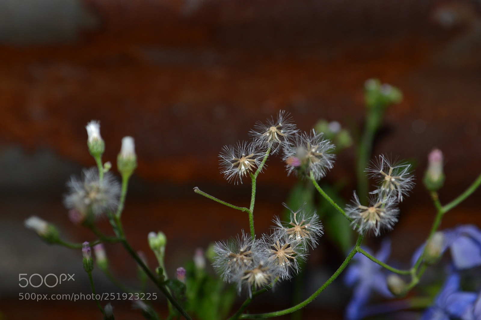 Nikon D3100 sample photo. Flowers <3 photography