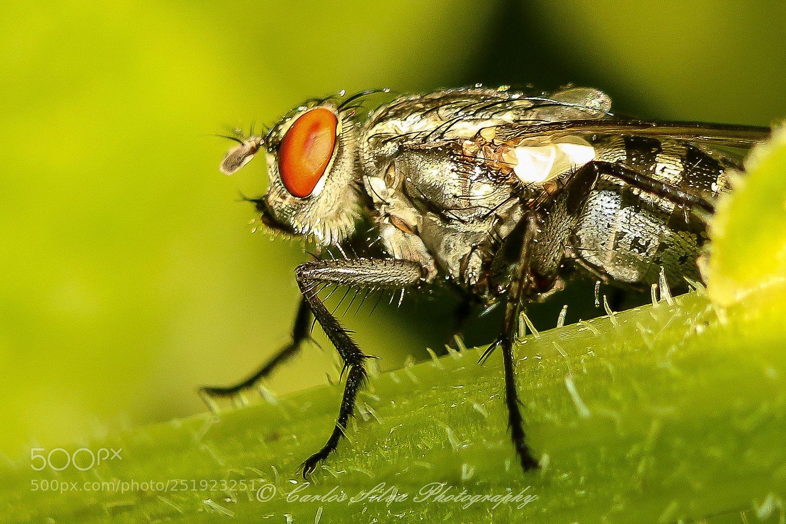 Canon EOS 70D sample photo. Fly photography