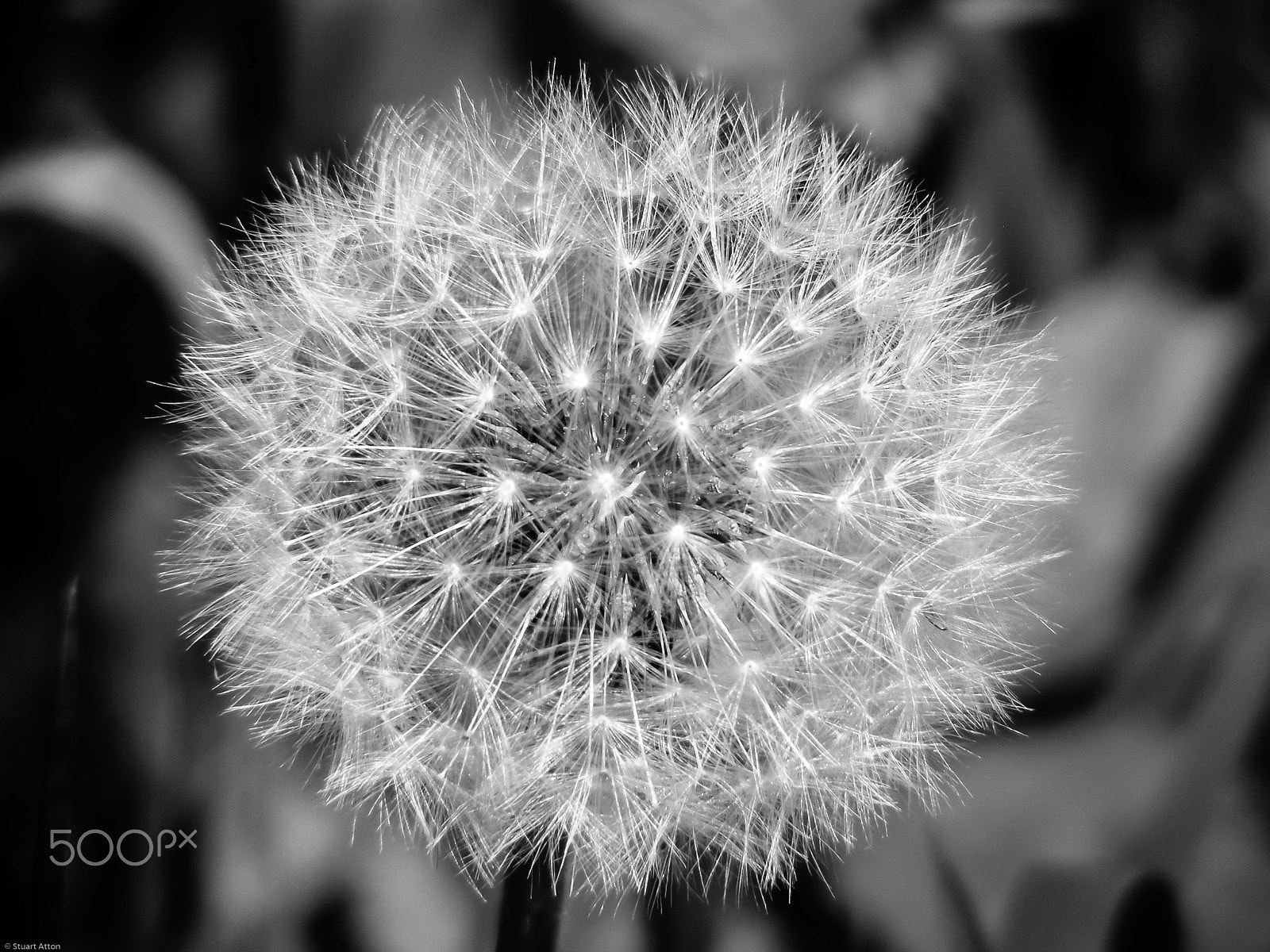 Fujifilm FinePix S5700 S700 sample photo. Dandelion - b&w photography